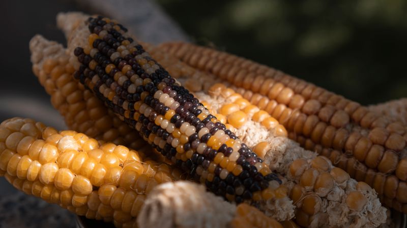 Fresh colorful ingredients used at Chuys